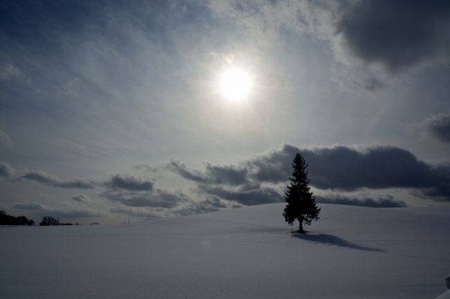 午後のクリスマスツリーの木。