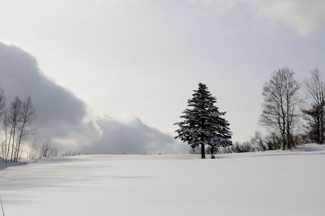 なんかいい形の木を発見。