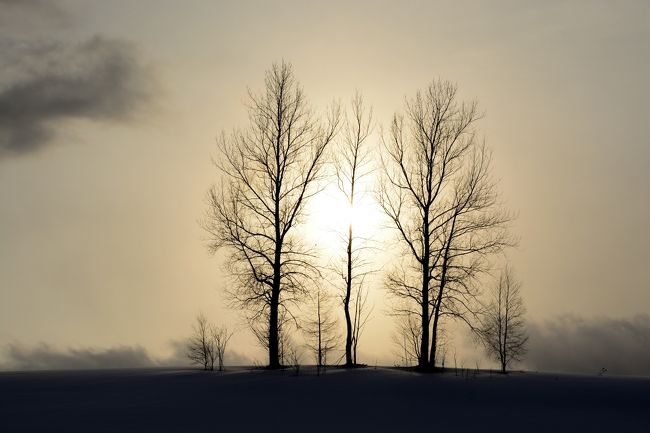 家族の木に差し掛かる夕日が何とも言えませんな。