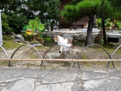 天橋立駅に移動。文殊堂で参拝。猫がいっぱいいる