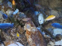 宿から30分の「若狭高浜エルどらんど」へ。トロピカルワンダーでは大人400円こども200円で入場でき、熱帯魚の餌やり、ドクターフィッシュの垢とり体験などができます。