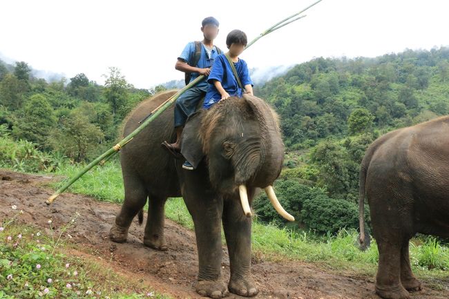 チェンマイでエコツーリズム 4 象大好き タイ エレファント ホームで象使いになる チェンマイ タイ の旅行記 ブログ By あいぼんさん フォートラベル
