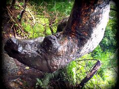 【世界三大瀑布の一つ、アフリカのビクトリアの滝】

写真：何かの動物の顔した木の枝といわれましたが....なんだったかなぁぁ.....?サイ？ワニ？
