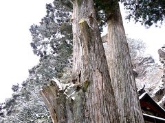 矢立杉(国指定天然記念物)
 武田信玄箕輪城攻略時 参拝矢を立てて祈願したと云われている巨木