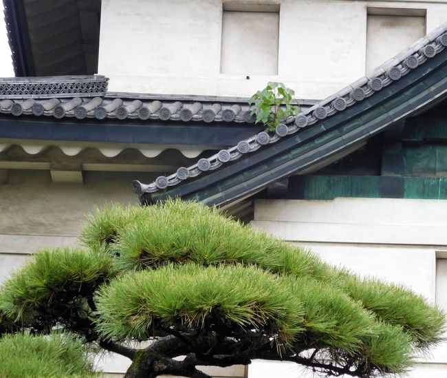 富士見櫓の瓦に木が生えていました。