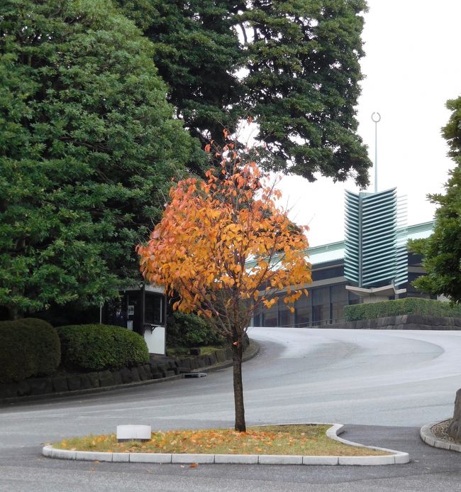 　紅葉した木アップ<br /><br />　宮殿の前にある松の形をした塔が見えます。