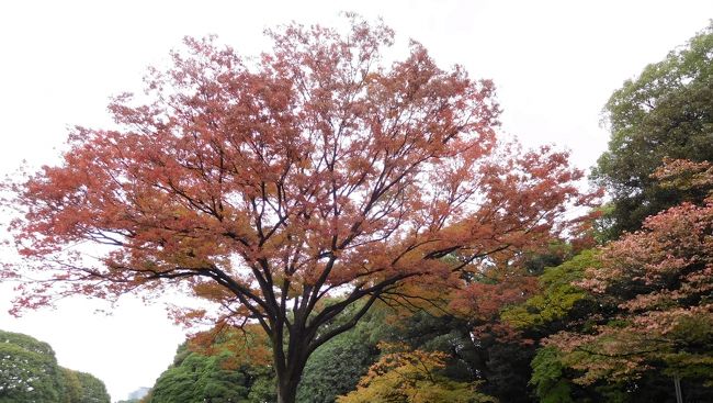 　紅葉<br /><br />周りにも紅葉した木があります。