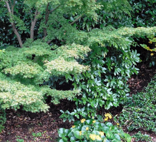 　こちらはまだ緑緑したモミジ<br /><br />ツワブキが咲いています。