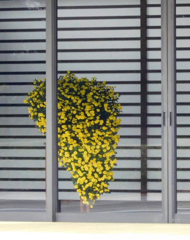 　玄関にあった黄色の菊