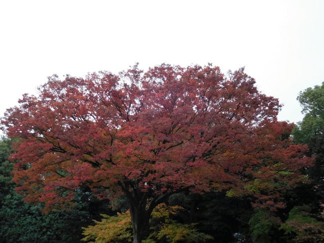 　また紅葉の木の前を歩き進みます。
