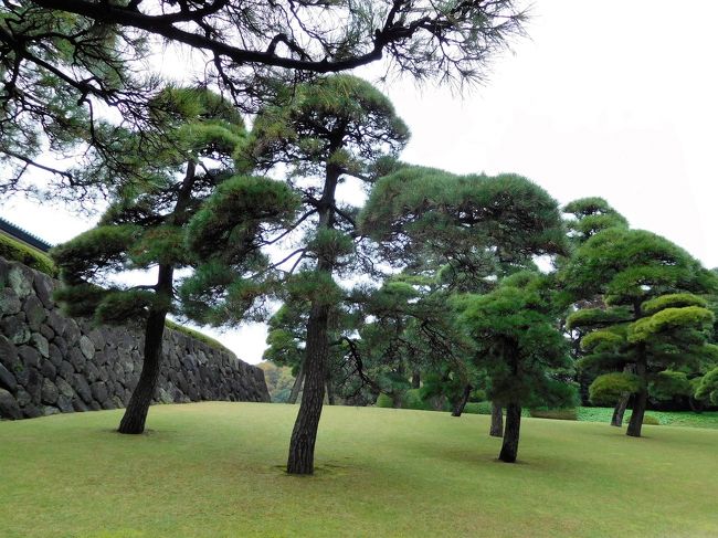 　手入れされた松