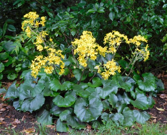 　ツワブキアップ