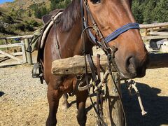 テカポ湖で乗馬でトレッキングしてみました
Mackenze Alpine Horse Trekking さんにお世話になりました
 
娘がモンゴルで馬にのり 絶賛だったので 私もやってみたい！！
ロードオブザリングを撮影した近くの荒野を馬に乗るなんて
いいじゃんいいじゃん
 
私の乗ったお馬ちゃん