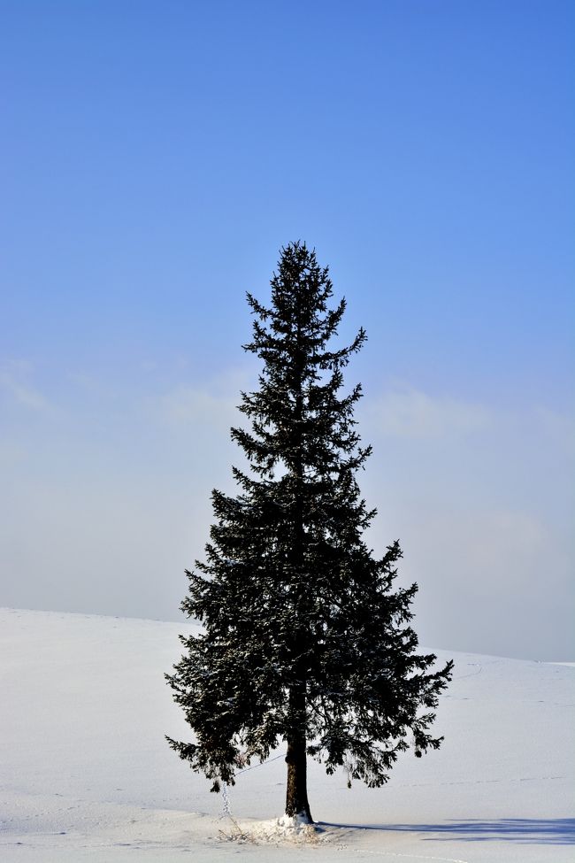 やはりクリスマスツリーの木には青い空が似合いますな。