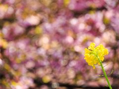 今日は久々にドライブも楽しみたかったので、下道を走り２時間後に目的地の西平畑公園に到着