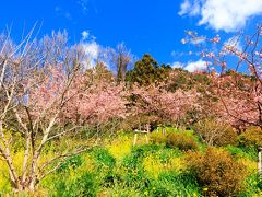 桜なんかもあり