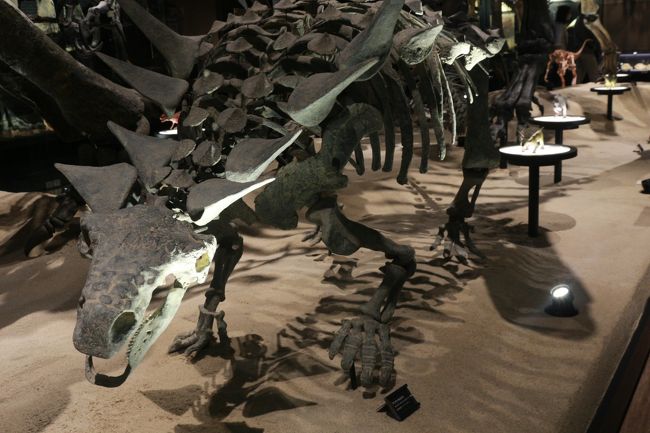 16 Nov 思ってたより展示が充実してた御船 みふね 町恐竜博物館で発掘体験 山都 熊本空港 熊本県 の旅行記 ブログ By Fukuokan Travelerさん フォートラベル 16 Nov 思ってたより展示が充実してた御船 みふね 町恐竜博物館で発掘体験 山都 熊本空港 熊本県 の旅行記 ブログ By Fukuokan Travelerさん フォートラベル