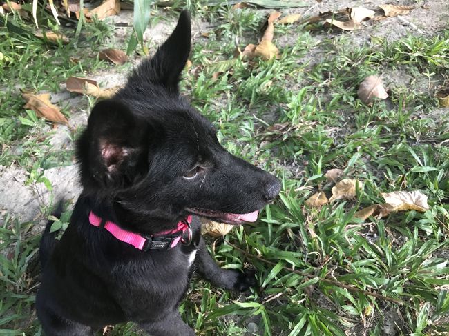 この子はよく現れる真っ黒な犬、すごいなつく