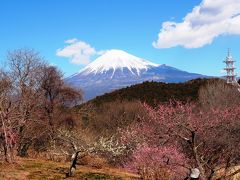 河口湖から約1時間。
今日の目的地の静岡県の岩本山公園に到着。

ここはこの時期だと梅の花と富士山が見られる絶景ポイントなのでーす。