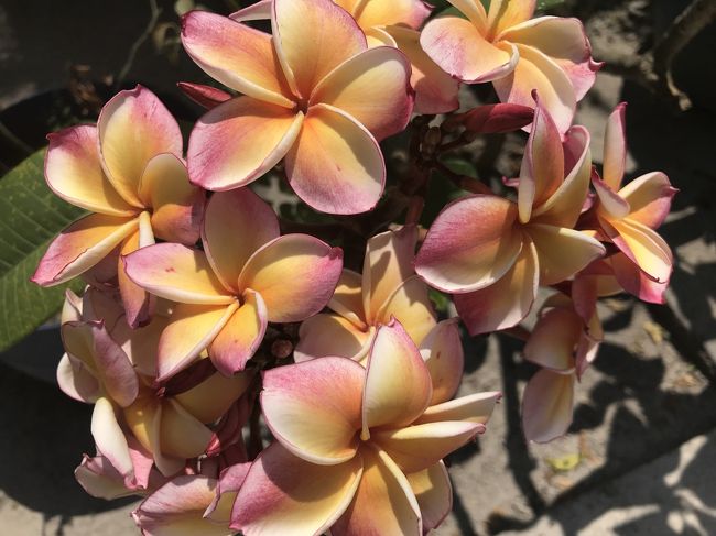 プルメリアきれいです^ ^