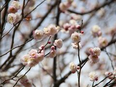 羽根木公園の梅「朱鷺の舞」

羽根木公園の梅は、昭和４２年、世田谷区議会議員に当選した５５名が５５本の梅の記念植樹をしたことに始まり、昭和４６年の東京都１００周年記念植樹、昭和４７年の世田谷区制４０周年記念植樹などを経て、現在は約７００本の梅があるそうです。 