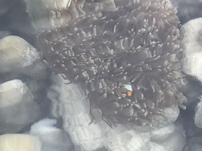 夕方、潮が引くと沖にはニモ^ ^<br /><br />可愛い^ ^<br /><br />サンセットビーチ編に続く