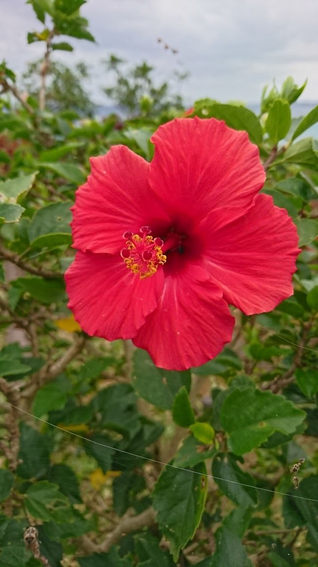 ハイビスカスがたくさん植えられています！<br /><br />南国ムードを高める強力アイテム(￣▽￣)