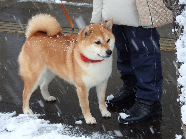 秋田湯沢の犬っこまつり 10年分ぐらいの雪を見て １０年分ぐらいの犬っこも見てきたぞ 湯沢 秋田 秋田県 の旅行記 ブログ By たまさん フォートラベル