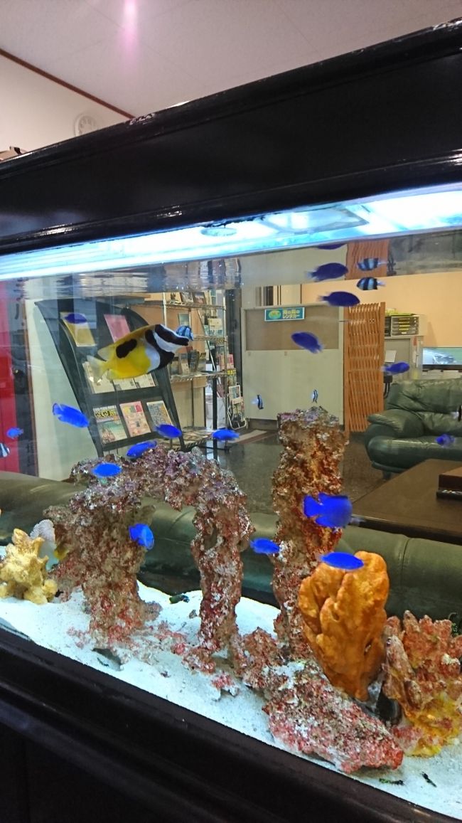 熱帯魚がお出迎え～♪