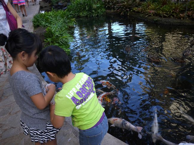 行けるかも、ということで<br /><br />鯉のエサやりに来ました