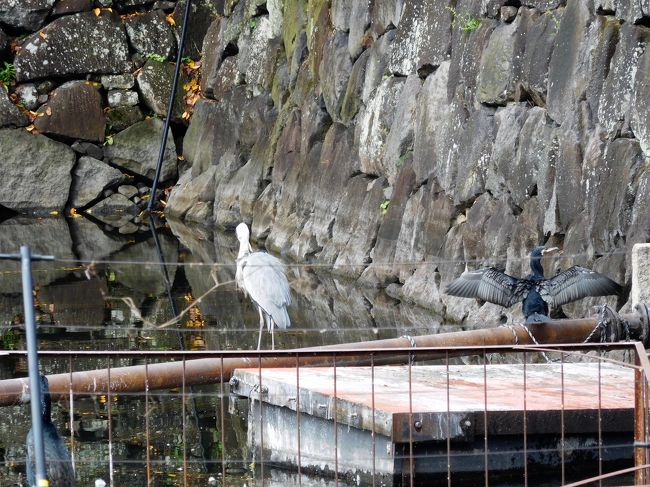何か鳥がいます。