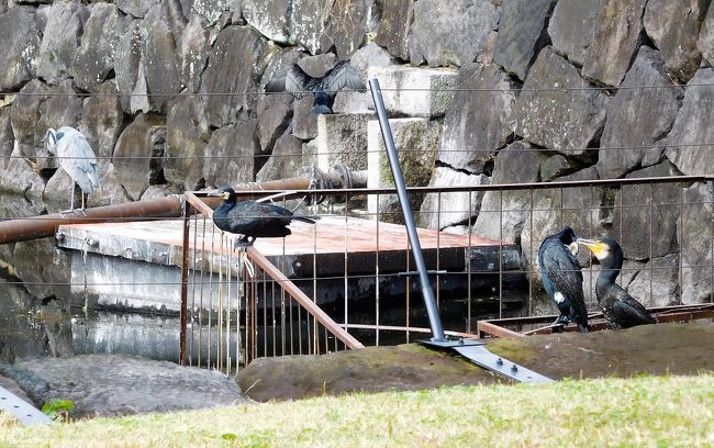 結構大きいです。