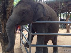 象の孤児院でたくさんの象を見学。
