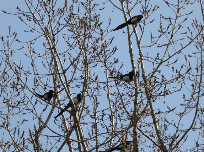 11:59<br />この辺り黒と白の鳥が飛んでいたので撮影。カッカッカッカッと鳴いていました。調べるとカササギという鳥らしいです。