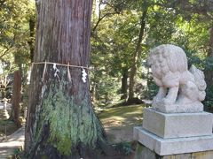 先ほどの階段を登り切った左側に大きな杉の木があり、これが気多神社の御神木です。