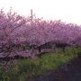 静岡　河津桜とみなみの桜　2017