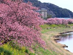 10：40　みなみの桜と菜の花まつり/来の宮橋付近

河津より少し遅めだけど青野川沿いもそろそろ満開。