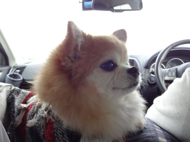 犬旅 千葉 鴨川 かんぽの宿 鴨川 車椅子でも安心バリアフリー 犬 ペット もｏｋな旅 週末２日間 17 2 鴨川 千葉県 の旅行記 ブログ By ちょこ旅さん フォートラベル