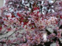 のんびり歩いて糸川桜まつりへ。