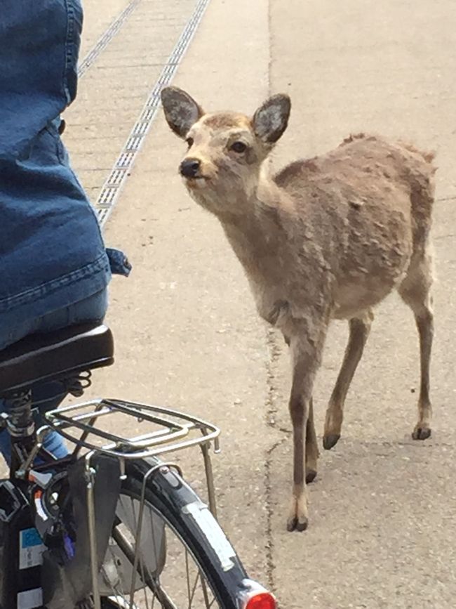 奈良公園といえばやはり、鹿！<br /><br />東大寺の駐輪場に自転車を停めて、少し歩いたところでレンタサイクルでもらった地図を自転車のカゴに忘れたのに気づき取りに戻ったら<br /><br />私の自転車に馬乗り  いや、この場合鹿乗り？<br />自転車を倒してパンフレットをムシャムシャ頬張る二匹の鹿…<br /><br />慌てて追い払ったけど、パンフレットがぐしゃぐしゃで、ベチョベチョ（涙）<br /><br />
