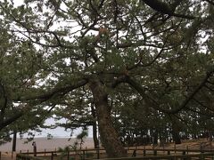 こちらが「羽衣の松」です。
説によると〇代目だそうです。