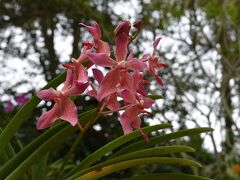 植物園のなかでも、特に有名なのが「ラン園」。一口にランといっても色や形はさまざまで、好きな人にはおもしろいかもしれない。