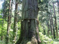 杉並木のなかひときわ大きな爺杉。