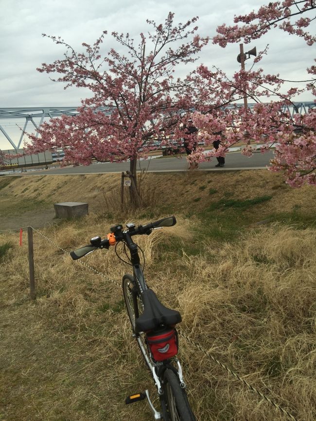 桜オーナー制度で植えている河津桜。<br /><br />生育状態により異なりますが<br />綺麗で癒されます(^-^)