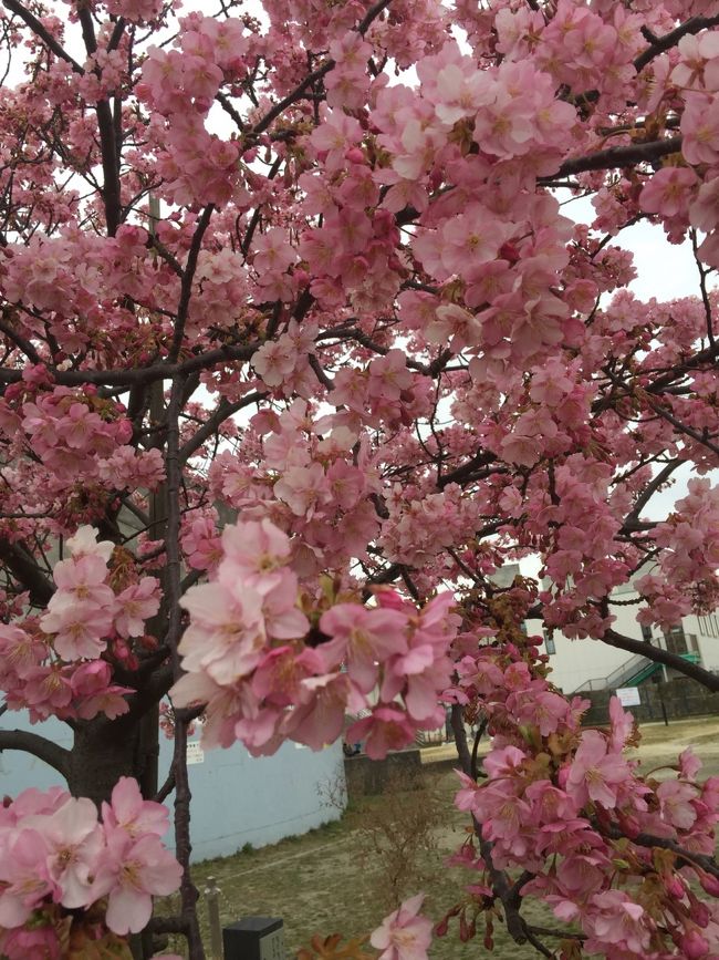 満開の河津桜。<br /><br />癒やされ時間。風すごいのにかなり立ち止まり撮影タイム