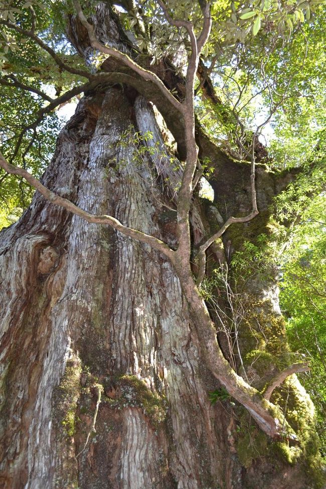 千年も生き続けている紀元杉。