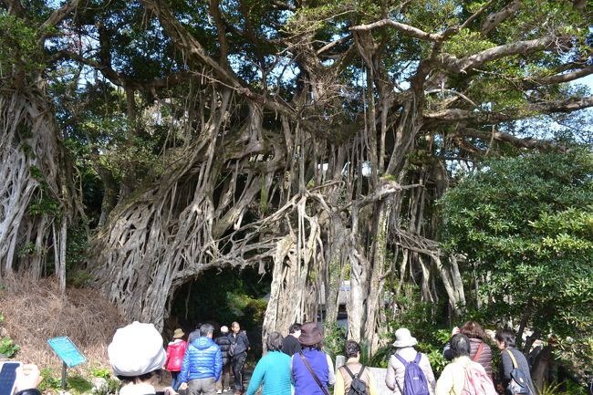 根が垂れ下がる中間のガジュマル。