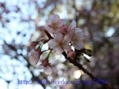 こいつは　桜です　早咲きの桜　そう言えば　河津桜もそろそろですね
熱海から河津は遠いんですよね　今週行ってみようかな・・・
