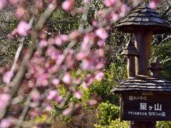 さて、根府川には「おかめ桜」が群生している場所が何ヶ所かあります
その一つ、「離れのやど 星ヶ山」に訪れてみました