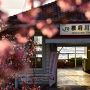 早春の根府川に咲くおかめ桜を見に訪れてみた（まだちょっと早かった？編）